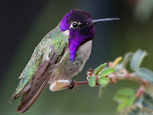  male Costa's kolibri