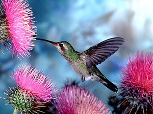  colibrí getting nectar from the rosado, rosa flor