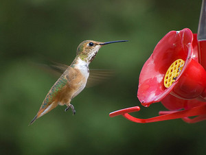  a female rufous colibrì
