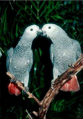 lovebirds kissing