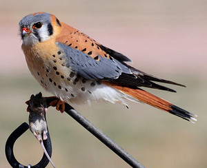 male american kestrel, kin to the falcon