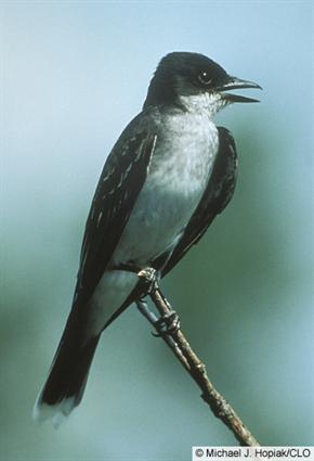  eastern kingbird