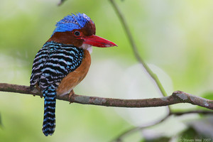  male banded kingfisher