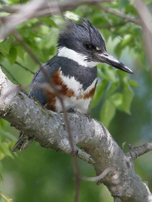  female belted kingfisher