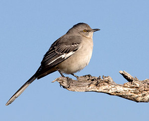  northern mockingbird