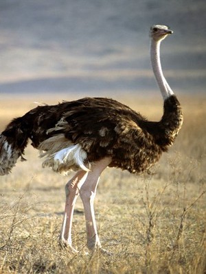  ostrich lookin around