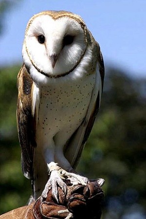  celeiro owl lookin around