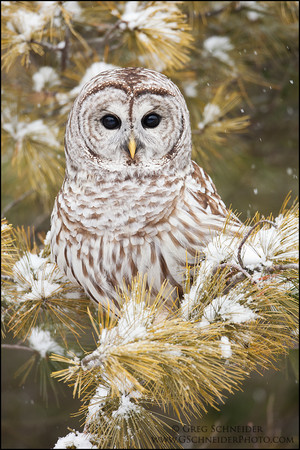 barred owl in the snowy tree