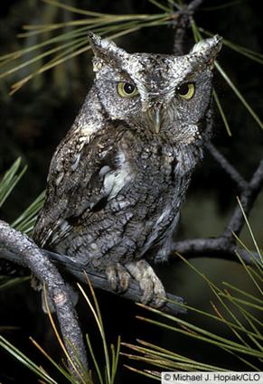  Eastern Screech gray morph owl