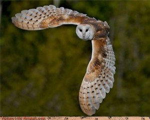 barn owl flying about