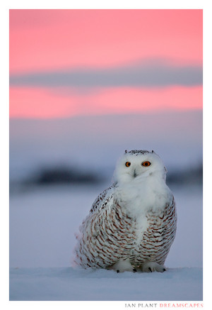  snow owl watching the sunset