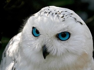 snow owl closeup