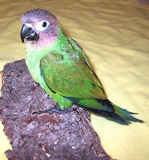  green perroquet