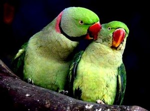 another pair of parrots
