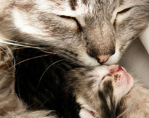  A Mother Cat キス One Of Her 子猫