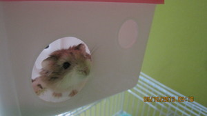  LAZER, MY ROBOROVSKI hamster