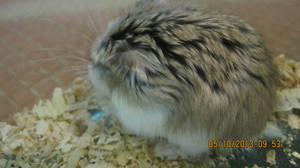  LAZER, MY ROBOROVSKI hamster