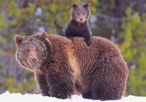  Mama & baby orso