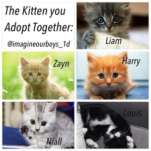  the kitten Du adopt together