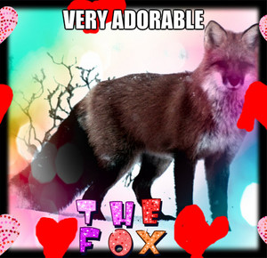 The adorable fox