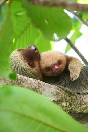  Sloths
