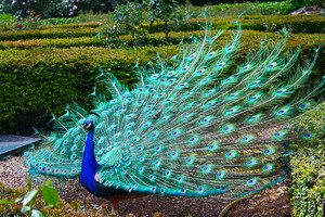  peacock with his wings all spread out
