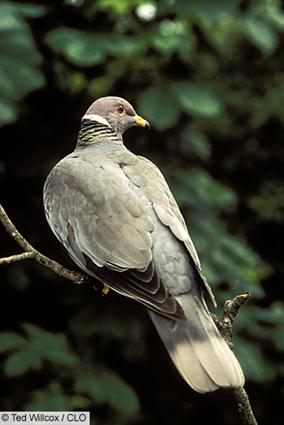  band tailed pigeon
