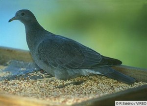  a young band tailed pigeon