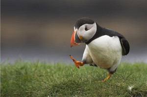 puffin walking silly