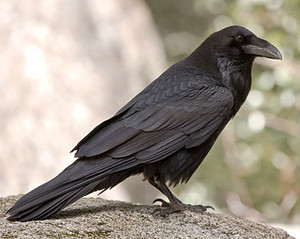 common raven