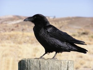  another common raven