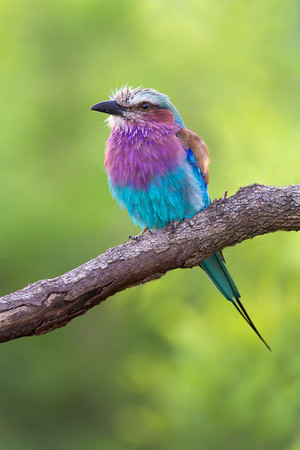  lilac breasted roller, the most beautiful bird in the world