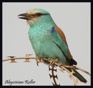  an Abyssinian roller