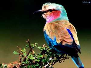  বেগুনি breasted Roller, the most beautiful bird in the world
