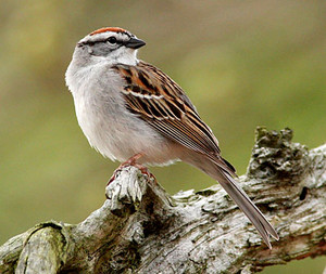  another chipping sparrow