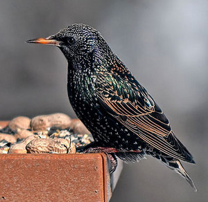  european star, starling getting a snack