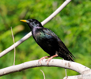 european starling on a tree branch