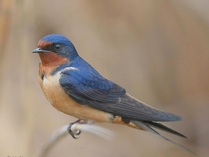male barn swallow sitting on a limb