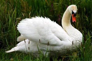  beautiful angsa, swan