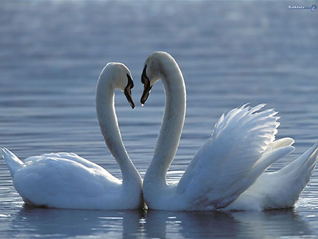 swan pair on the lake