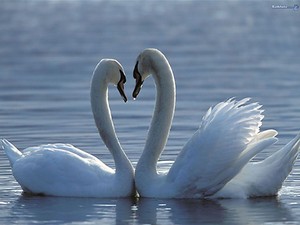  白鳥, スワン pair on the lake