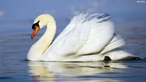  beautiful angsa, swan