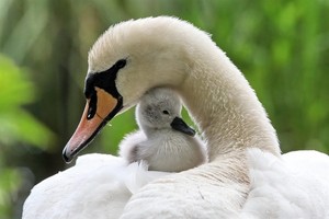 swan with her baby nestled under her neck