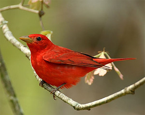  summer tanager
