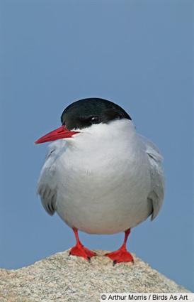  arctic tern, seeschwalbe