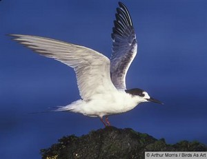 common tern 