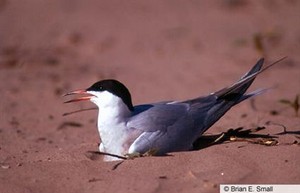 another common tern
