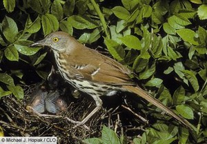  female brown thrasher with her Babys