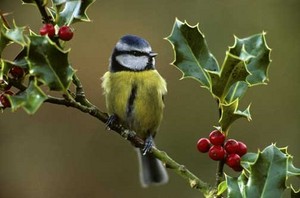 blue tit in a cherry tree