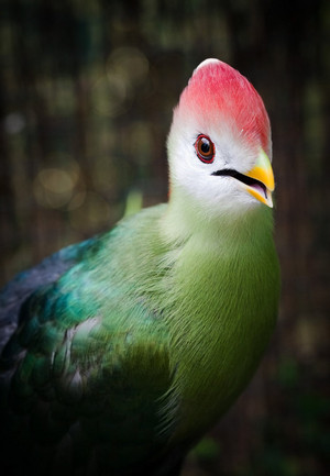  red crested turaco